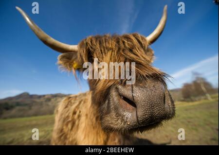 Cumbernauld, UK. 13th Apr, 2019. Pictured: A highland cow with long furry coat and long pointy horns seen posing for the camera in the Spring sunshine in the Loch Lomond and Trossachs National Park. Credit: Colin Fisher/Alamy Live News Stock Photo