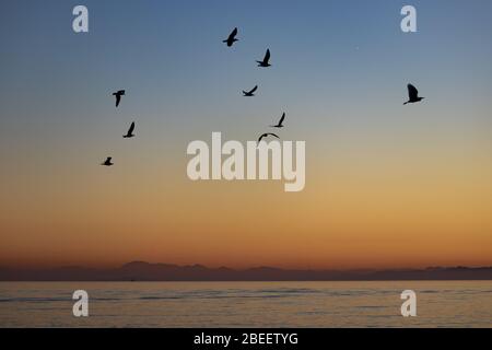 Birds flying near the of Gibraltar seen at sunset from Alcaidesa beach in Spain Stock Photo