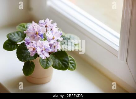 White motley flowers of Saintpaulia, commonly known as African violets. Parma violets. Flower pot on the window. Stock Photo