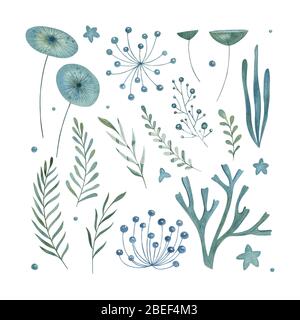 Watercolor floral set on the white background. Hand-drawn sea plant collection. Botanical illustration. Stock Photo