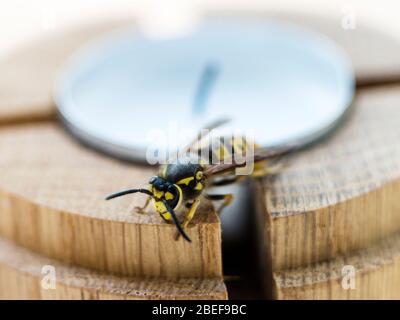 European Wasp close-up Stock Photo