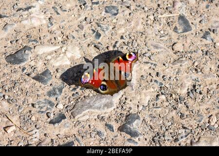 A peacock butterfly Aglais io rests on a  rough stone path with its wings open in the sun Stock Photo