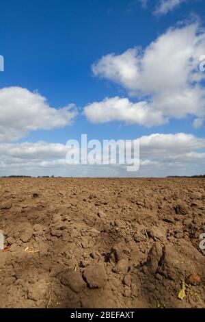 Fertile brown humic soil, prepared for sowing or planting, under a blue sky with white clouds Stock Photo