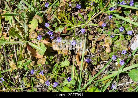 The purple flowers of ground ivy, Glechoma hederacea, on a patch of ground with new spring growth Stock Photo