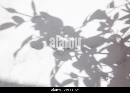 shadow of a plant on a white background or floor Stock Photo
