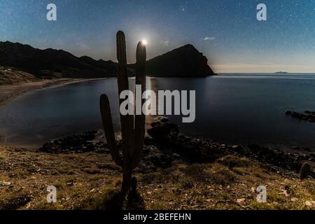 Cactus, sahuaro a night of stars on El Colorado beach, Sonora Mexico, is located next to the Sonora desert, very similar to the Arizona and Baja California desert. Gulf of California sea as part of the Pacific Ocean (Photo: GerardoLopez / NortePhoto.com)......... Cactus, sahuaro una noche de estrellas en la playa el Colorado, Sonora México, se encuentra junto al desierto de Sonora, muy similar al desierto de Arizona y Baja California. Mar del golfo de California como parte del Océano Pacífico. Stock Photo