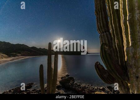 Cactus, sahuaro a night of stars on El Colorado beach, Sonora Mexico, is located next to the Sonora desert, very similar to the Arizona and Baja California desert. Gulf of California sea as part of the Pacific Ocean (Photo: GerardoLopez / NortePhoto.com)......... Cactus, sahuaro una noche de estrellas en la playa el Colorado, Sonora México, se encuentra junto al desierto de Sonora, muy similar al desierto de Arizona y Baja California. Mar del golfo de California como parte del Océano Pacífico. Stock Photo