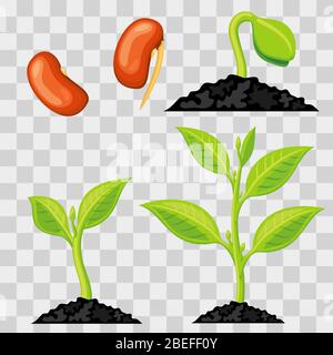 Plant growth stages from seed to sprout isolated on transparent background. Vector illustration Stock Vector