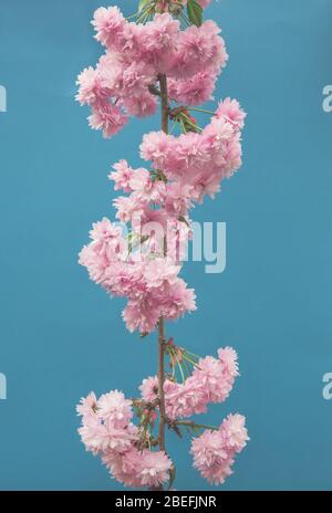 The delicate pink blossom on the branch of a flowering cherry tree in an English country garden on a blue background with copy space Stock Photo