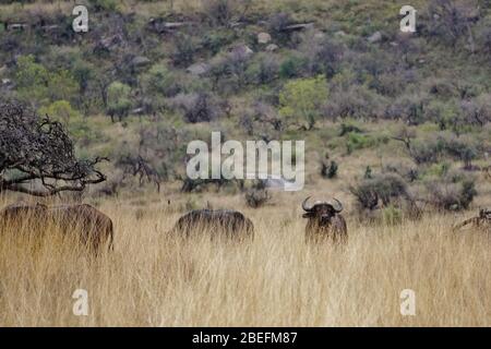 Bufallos hidden in the high grass at Nambiti Game Reserve in South Africa. Stock Photo