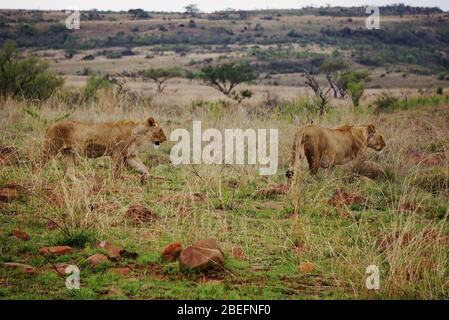 2 female Lions walking through the savanna at Nambiti Game Reserve in South Africa. The first one is pregnant. Stock Photo