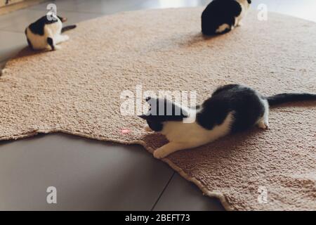 Young kitten is playing with laser pointer image Stock Photo