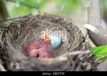 Three newborn birds blackbird or American Robin in a nest calling for their mother. Hungry babies are still blind and have no feathers. They are only Stock Photo