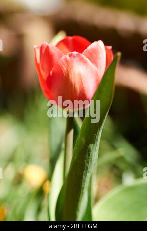 The first blooming red tulip bud in a spring flower bed Stock Photo - Alamy