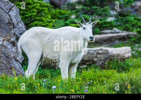 Two mountain goats mother and kid in green grass field, Glacier National Park, Montana Stock Photo