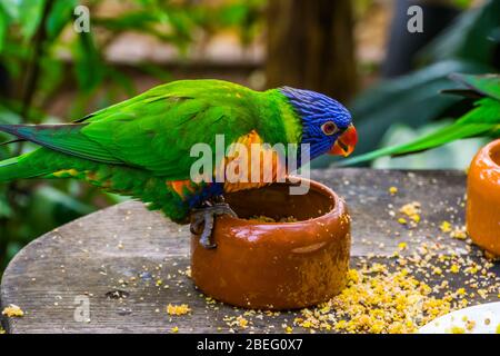 rainbow lorikeet sitting on a feeding bowl, bird feeding and pet care, Tropical animal specie from Australia Stock Photo