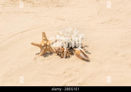 Seashells, coral and starfish on golden sandy beach near the sea on a sunny day. Summer vacation and relaxation concept Stock Photo
