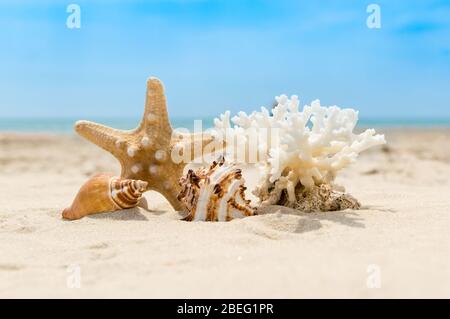 Seashells, coral and starfish on golden sandy beach on a sunny day. Blurred sea water and blur sky in background. Summer vacation and relaxation conce Stock Photo