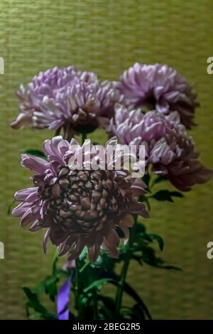 Bouqet purple chrysanthemum closeup on dark background. Beautiful pink flowers with green blur background. Stock Photo