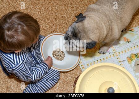 Close-up high angle little boy sitting on linoleum kitchen floor and old pug that are gazing fixedly at the empty bowl for feeding. Stock Photo