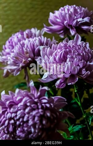 Bouqet purple chrysanthemum closeup on dark background. Beautiful pink flowers with green blur background. Stock Photo