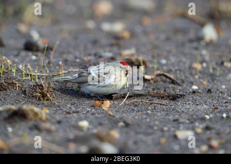 A vagrant first-winter Coues's Arctic Redpoll (Acanthis hornemanni exilipes) feeding on the ground in early spring in Suffolk, UK Stock Photo