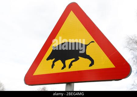 Close up of a Swedish wild boar warning road sign. Stock Photo