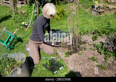 Older senior woman gardening during covid 19 pandemic in spring 2020 transplanting calendula seedlings plants & putting weeds in  trug UK KATHY DEWITT Stock Photo