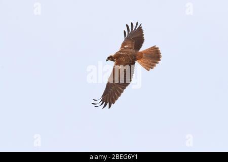 Adult Female Marsh Harrier at Titchwell RSPB Stock Photo