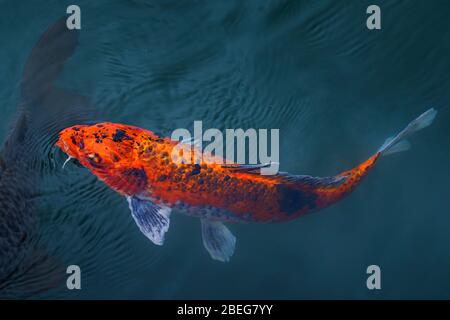 Koi Carp swimming in the clear pond in Japan Stock Photo