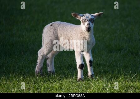 Doune, UK. 13th Apr, 2019. Pictured: Spring Lambs play in the late evening light on Bank Holiday Easter Monday. The Coronavirus (COVID-19) lockdown has been in place for almost 3 weeks allowing the expectant mother ewes to give birth in relative peace. The tiny lambs play and jump in the fields and suckle for milk from their mothers. Credit: Colin Fisher/Alamy Live News Stock Photo