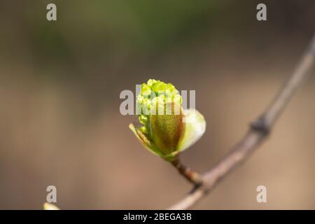 Norway Maple Flowers in Springtime Stock Photo