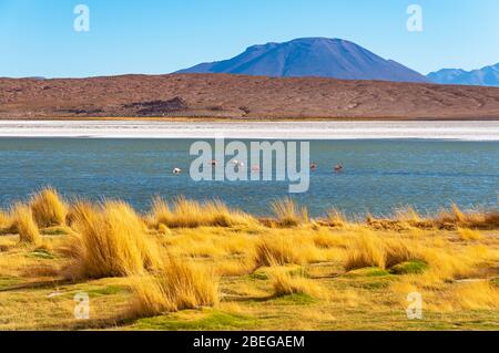 James Flamingo (Phoenicoparrus jamesi) in the Hedionda Lagoon, Uyuni Salt Flat, Bolivia. Unsharp foreground and background, sharp flamingo's. Stock Photo