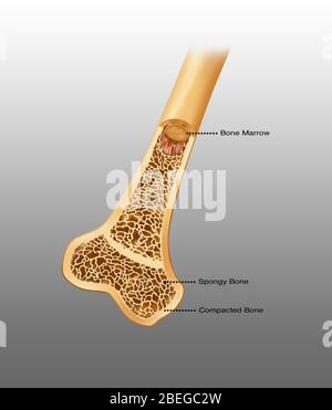 Compact bone, illustration Stock Photo - Alamy