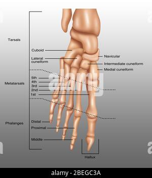 Foot Bones, Illustration Stock Photo