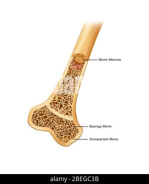 Bone structure: the structure of a healthy spongy bone Stock Photo - Alamy