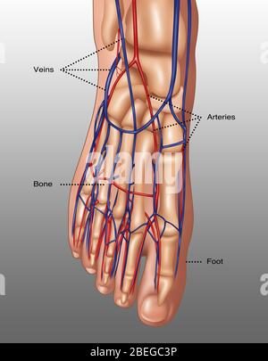 Illustration the anatomy of the foot including the skin, bones, arteries (red), and veins (blue). The toes are made up of the phalanx bones (phalanges), two for the big toe (lower right) and three for the others. Metatarsal bones in the mid-foot link the phalanges to the tarsal bones. The tarsal bones include the cuneiform bones, cuboid and heel bone. These bones articulate with the lower leg bones, the fibula and tibia (shin bone), to form the ankle. Stock Photo
