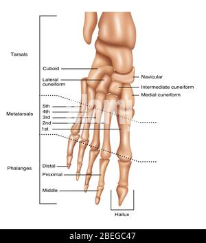 Foot Bones, Illustration Stock Photo