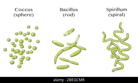Bacteria Shapes, Illustration Stock Photo