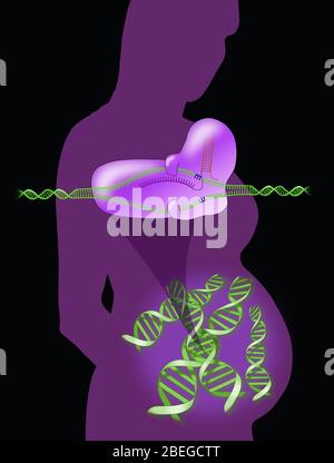 A conceptual illustration showing the silhouette of a pregnant woman with DNA strands. The fetus is undergoing gene editing with CRISPR. Stock Photo