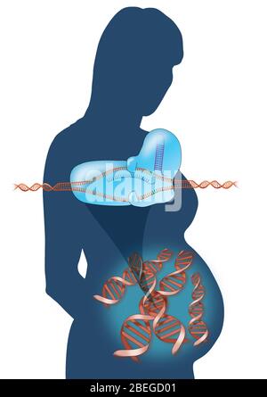 Fetal CRISPR Gene Editing, Illustration Stock Photo