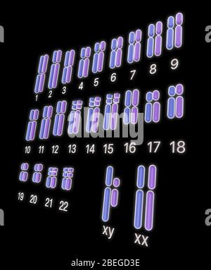 Karyotype, Illustration Stock Photo