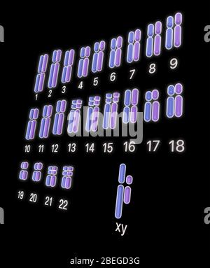 Karyotype, Male, Illustration Stock Photo