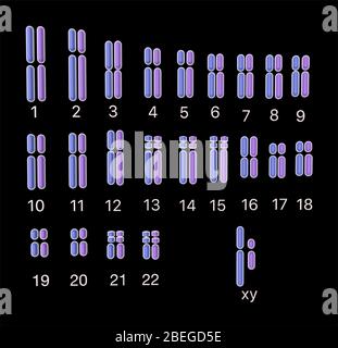 Karyotype, Male, Illustration Stock Photo