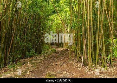 Trail through the bamboo forest of the Haleakala National Park Stock Photo