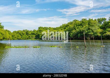 Views from the waterway in the  Monterrico Natural Reserve in Guatemala Stock Photo
