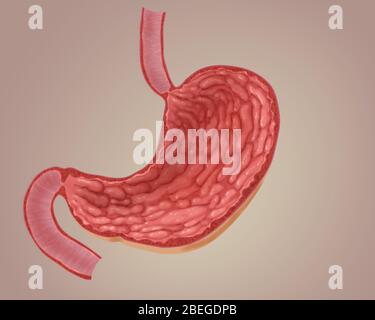 Illustration of Empty Stomach Stock Photo