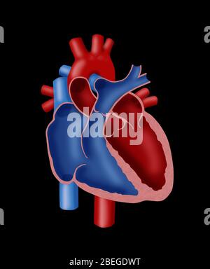 Anatomy of the Heart Stock Photo