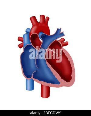 Anatomy of the Heart Stock Photo