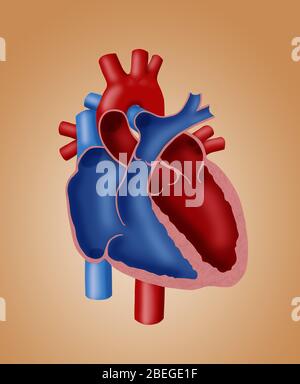 Anatomy of the Heart Stock Photo